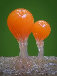 Attēlu rezultāti vaicājumam “Trichia sp.”