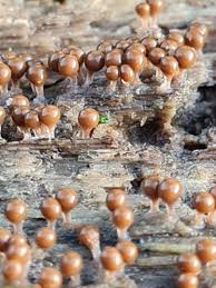 Attēlu rezultāti vaicājumam “Trichia crateriformis macro”