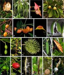 Attēlu rezultāti vaicājumam “Apocynaceae”