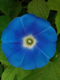 Image result for Ipomoea Heavenly Blue