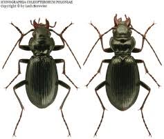 Attēlu rezultāti vaicājumam “Nebria livida”