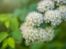 Attēlu rezultāti vaicājumam “Spiraea chamaedryfolia flower”
