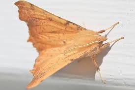 Attēlu rezultāti vaicājumam “Ennomos autumnaria male”