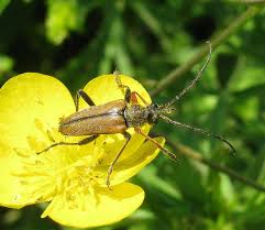 Attēlu rezultāti vaicājumam “Anastrangalia sanguinolenta”