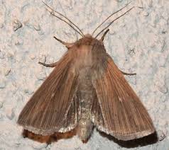 Attēlu rezultāti vaicājumam “Mythimna flammea”