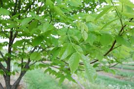 Attēlu rezultāti vaicājumam “Cladrastis kentukea leaf”