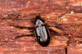 Attēlu rezultāti vaicājumam “Tachyta nana”