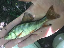 Image result for Catostomus commersonii