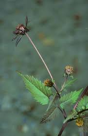 Attēlu rezultāti vaicājumam “Bidens frondosa”