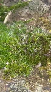 Attēlu rezultāti vaicājumam “Grimmia muehlenbeckii”