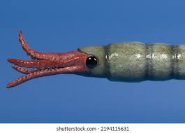 Attēlu rezultāti vaicājumam “Endoceras”