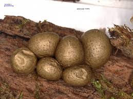 Attēlu rezultāti vaicājumam “Lycogala leopardinum”