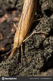 Attēlu rezultāti vaicājumam “Agriphila selasella”