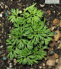 Attēlu rezultāti vaicājumam “Daucus carota subsp. carota leaf”