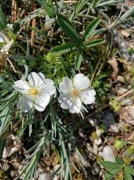 Attēlu rezultāti vaicājumam “Potentilla alba”