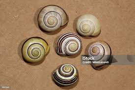 Attēlu rezultāti vaicājumam “Cepaea nemoralis”