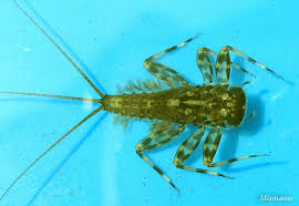 Attēlu rezultāti vaicājumam “Heptagenia sulphurea female”