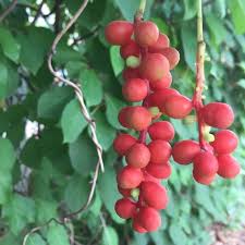 Attēlu rezultāti vaicājumam “Schisandra chinensis”
