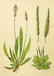Attēlu rezultāti vaicājumam “Plantago lanceolata”