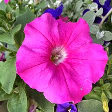 Image result for Petunia