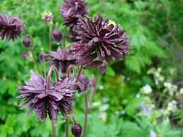 Image result for Aquilegia vulgaris `Nora Barlow`