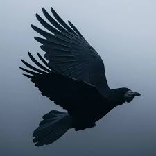 Attēlu rezultāti vaicājumam “Corvus frugilegus”