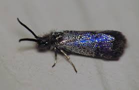 Attēlu rezultāti vaicājumam “Eriocraniidae”