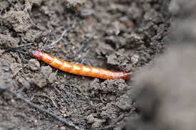Attēlu rezultāti vaicājumam “Leiodidae larva”