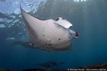 Image result for Mobula alfredi