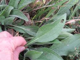 Attēlu rezultāti vaicājumam “Rudbeckia hirta var. hirta leaf”