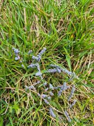 Attēlu rezultāti vaicājumam “Badhamia foliicola”