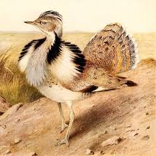 Image result for Chlamydotis macqueenii