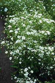 Image result for Gypsophila elegans