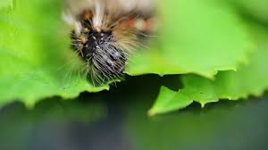 Attēlu rezultāti vaicājumam “Acronicta rumicis larva”