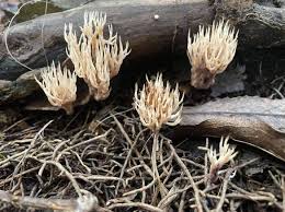 Attēlu rezultāti vaicājumam “Tremellodendropsis tuberosa”