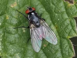 Attēlu rezultāti vaicājumam “Musca domestica”
