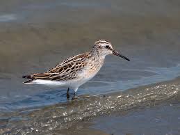 Attēlu rezultāti vaicājumam “Calidris falcinellus adult”