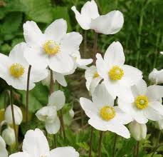 Attēlu rezultāti vaicājumam “Anemone sylvestris leaf”