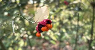 Attēlu rezultāti vaicājumam “Euonymus verrucosus fruit”