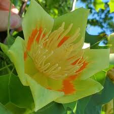 Attēlu rezultāti vaicājumam “Populus x jackii flower”