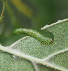 Attēlu rezultāti vaicājumam “Argidae larva”
