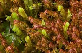 Attēlu rezultāti vaicājumam “Leiocolea rutheana”