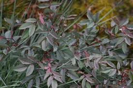 Attēlu rezultāti vaicājumam “Rosa glauca leaf”