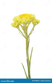 Attēlu rezultāti vaicājumam “Helichrysum arenarium”
