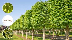 Attēlu rezultāti vaicājumam “Tilia”