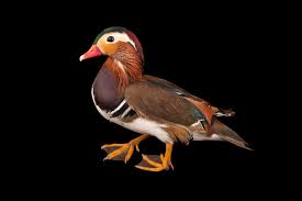 Attēlu rezultāti vaicājumam “Aix galericulata male”