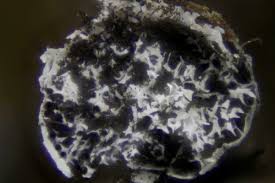 Attēlu rezultāti vaicājumam “Physarum daamsii sessile”