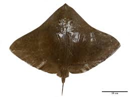 Image result for Gymnura micrura