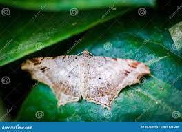 Attēlu rezultāti vaicājumam “Macaria notata”