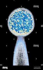 Attēlu rezultāti vaicājumam “Leiocolea rutheana sporophyte”